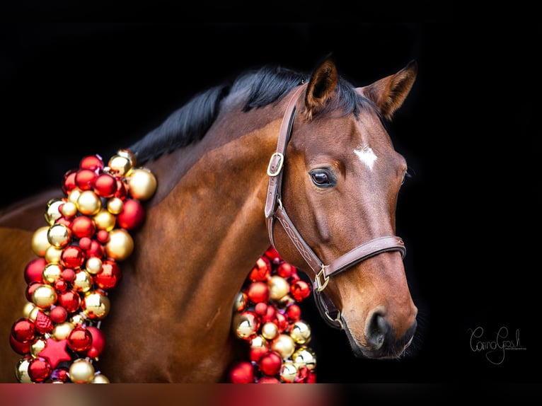 Österreichisches Warmblut Wallach 13 Jahre 175 cm Brauner in Pressbaum