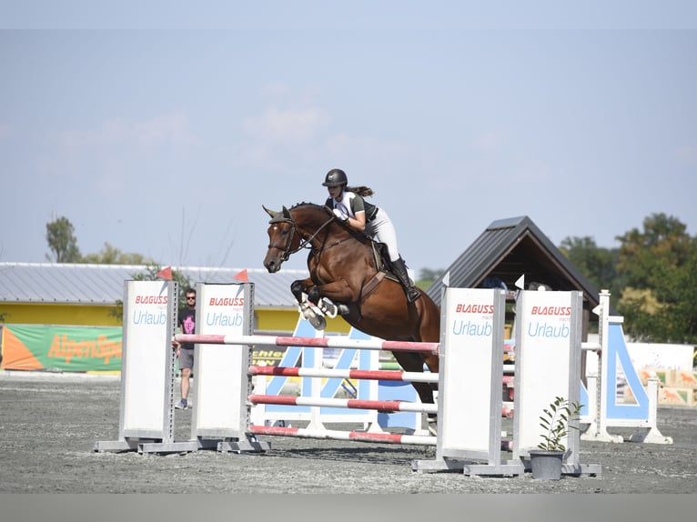 Österreichisches Warmblut Wallach 13 Jahre 175 cm Brauner in Pressbaum