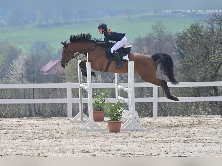 Österreichisches Warmblut Wallach 13 Jahre Brauner in Aying