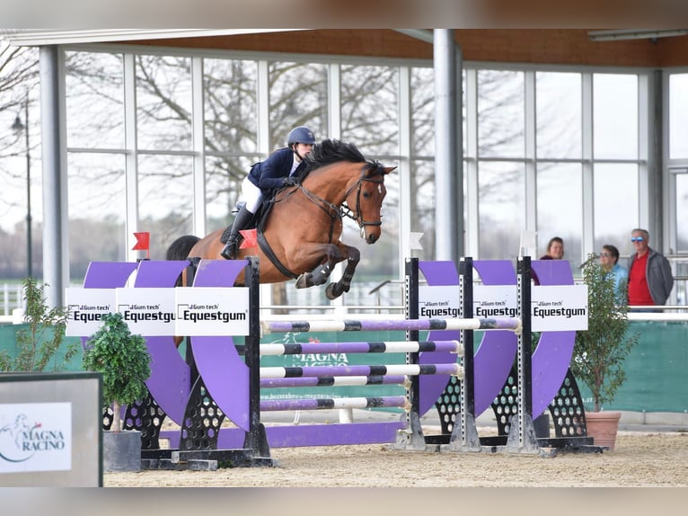 Österreichisches Warmblut Wallach 13 Jahre Brauner in Aying