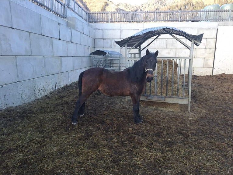 Österreichisches Warmblut Wallach 14 Jahre 142 cm in Obertilliach