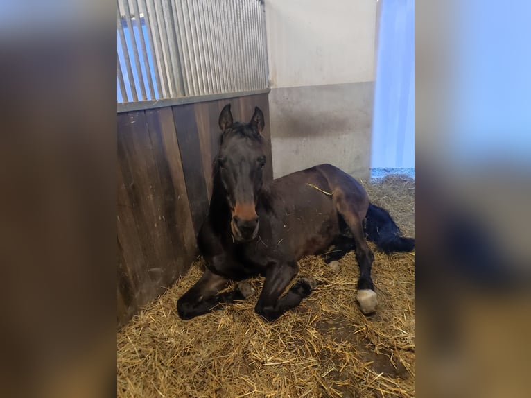 Österreichisches Warmblut Wallach 14 Jahre 162 cm Dunkelbrauner in lengau