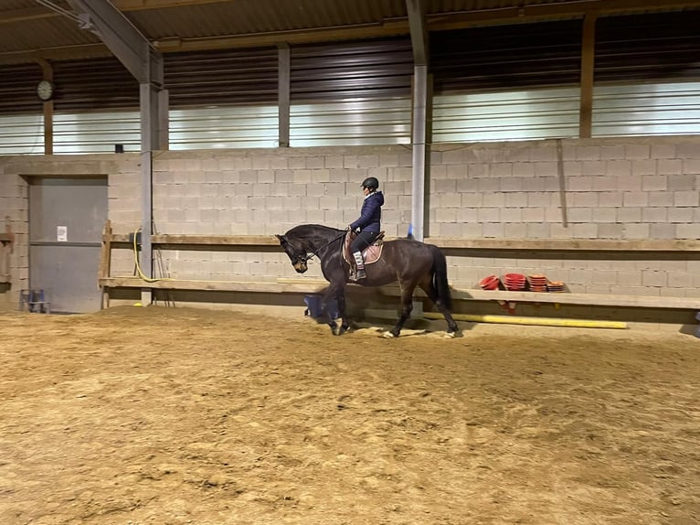 Österreichisches Warmblut Wallach 14 Jahre 162 cm Dunkelbrauner in lengau