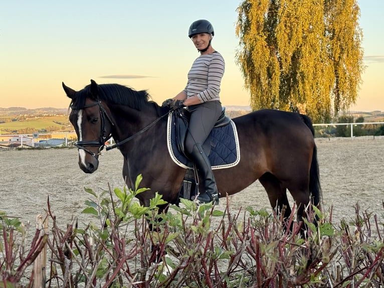 Österreichisches Warmblut Wallach 14 Jahre 165 cm Schwarzbrauner in Altenfelden Österreichisches Warmblut Wallach 14 Jahre 165 cm Schwarzbrauner in Altenfelden