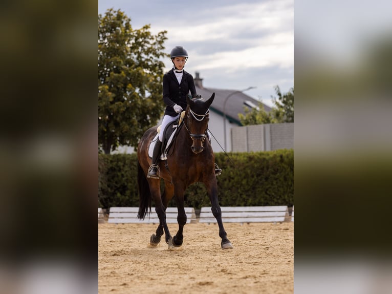 Österreichisches Warmblut Wallach 14 Jahre 167 cm Dunkelbrauner in Kumberg