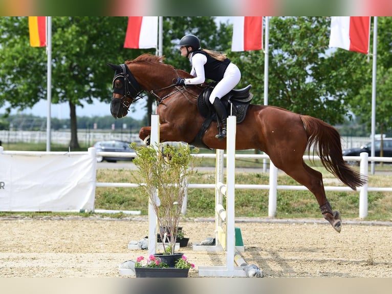 Österreichisches Warmblut Wallach 14 Jahre 172 cm Fuchs in Wien, Donaustadt