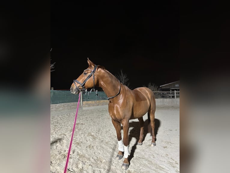 Österreichisches Warmblut Wallach 14 Jahre 172 cm Fuchs in Wien, Donaustadt