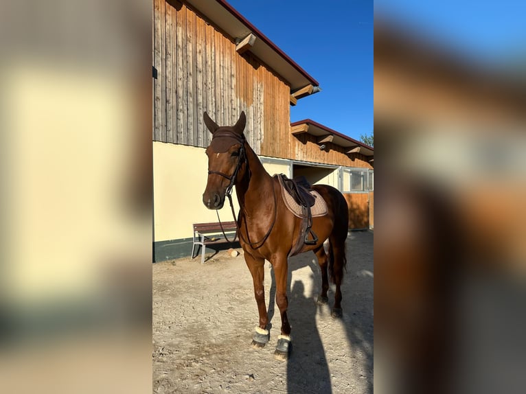 Österreichisches Warmblut Wallach 14 Jahre 172 cm Fuchs in Wien, Donaustadt