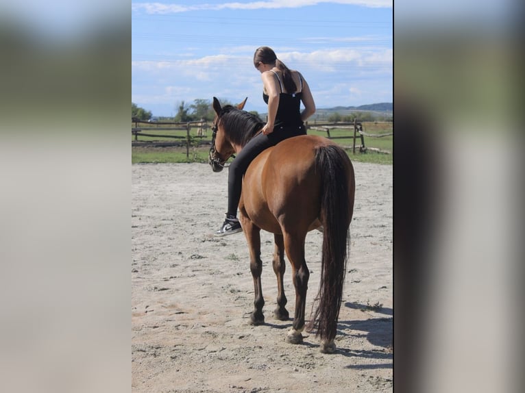 Österreichisches Warmblut Wallach 15 Jahre 155 cm Brauner in Eisenstadt