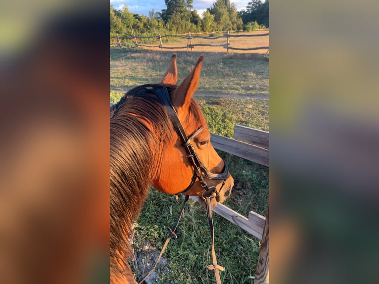 Österreichisches Warmblut Wallach 15 Jahre 155 cm Brauner in Eisenstadt