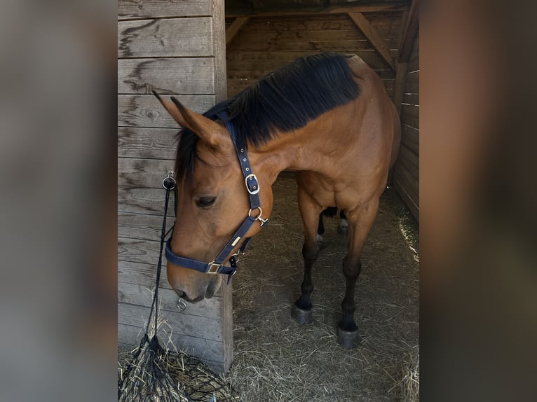 Österreichisches Warmblut Wallach 15 Jahre 155 cm Brauner in Eisenstadt