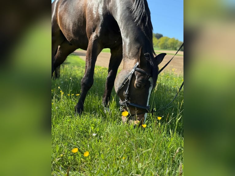 Österreichisches Warmblut Wallach 15 Jahre 165 cm Dunkelbrauner in Hartkirchen