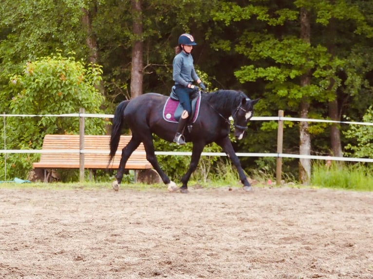 Österreichisches Warmblut Wallach 15 Jahre 165 cm Rappe in Vasoldsberg