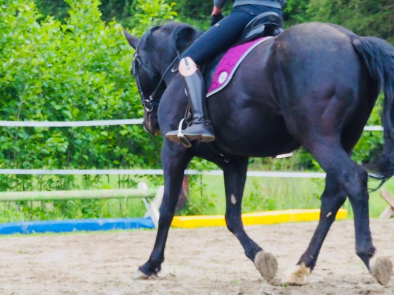 Österreichisches Warmblut Wallach 15 Jahre 165 cm Rappe in Vasoldsberg