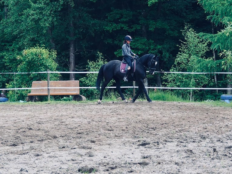 Österreichisches Warmblut Wallach 15 Jahre 165 cm Rappe in Vasoldsberg