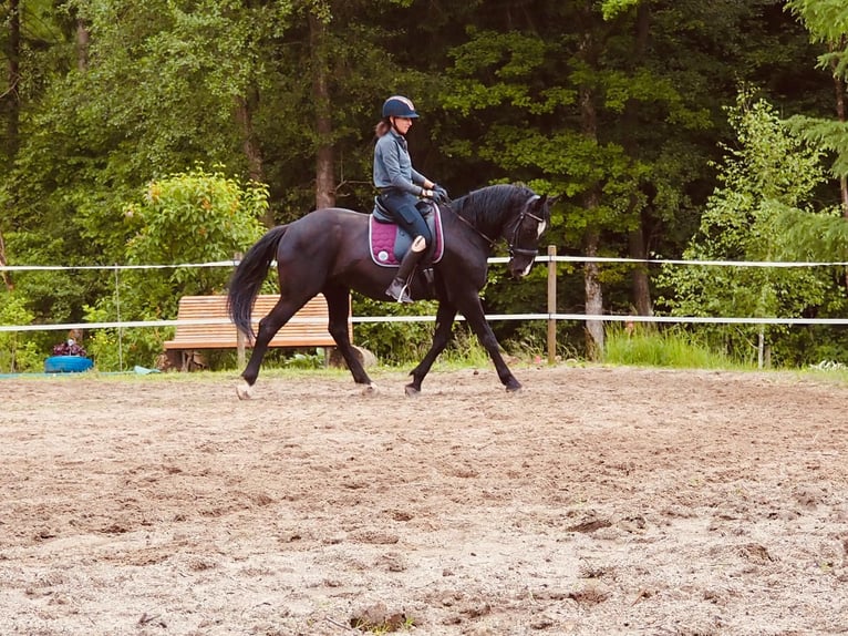 Österreichisches Warmblut Wallach 15 Jahre 165 cm Rappe in Vasoldsberg