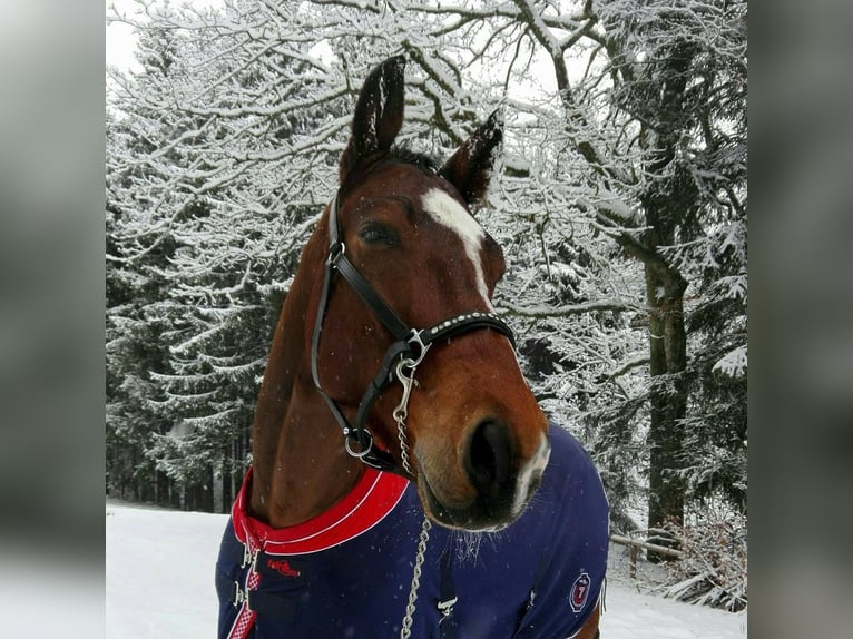 Österreichisches Warmblut Wallach 15 Jahre 166 cm Brauner in Gampern