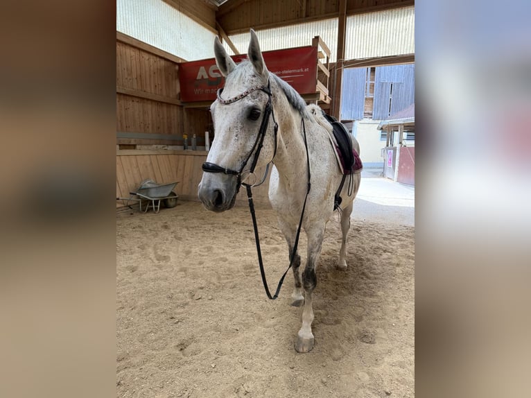 Österreichisches Warmblut Wallach 15 Jahre 170 cm Schimmel in Klein-Preding
