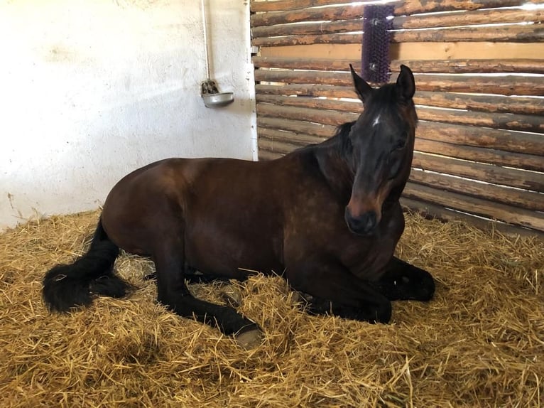 Österreichisches Warmblut Wallach 15 Jahre 173 cm  in Volkertshausen