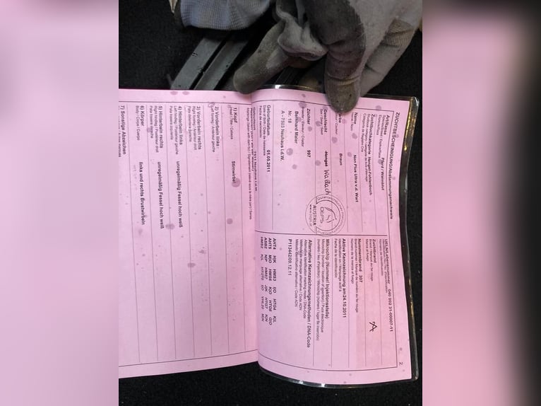 Österreichisches Warmblut Wallach 15 Jahre Brauner in Lebring