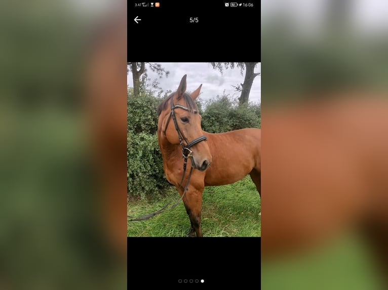 Österreichisches Warmblut Wallach 15 Jahre Brauner in Lebring