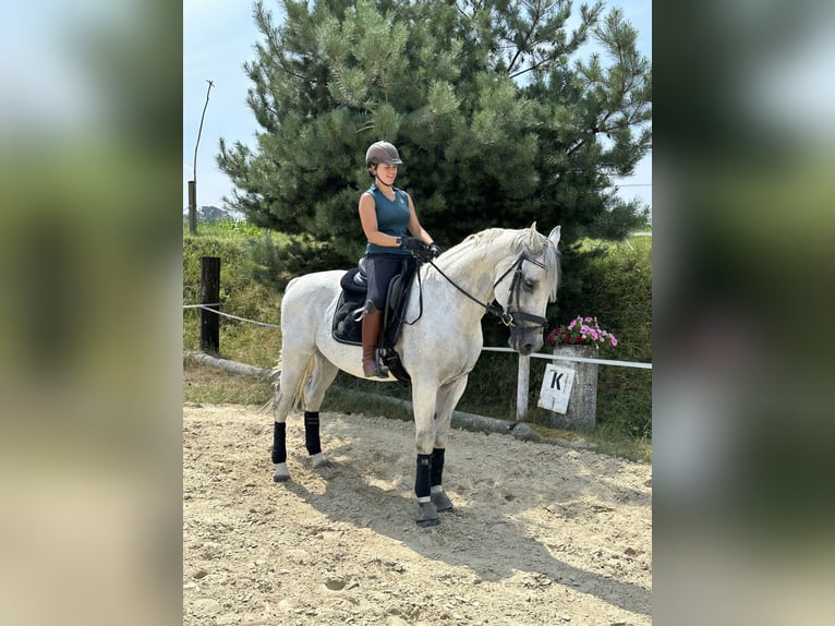 Österreichisches Warmblut Wallach 16 Jahre 166 cm Apfelschimmel in Bergland