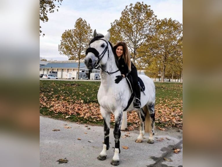 Österreichisches Warmblut Wallach 16 Jahre 166 cm Apfelschimmel in Bergland