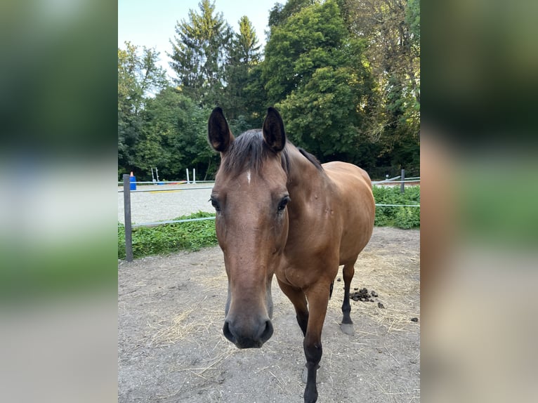 Österreichisches Warmblut Wallach 16 Jahre 168 cm Brauner in Pottendorf