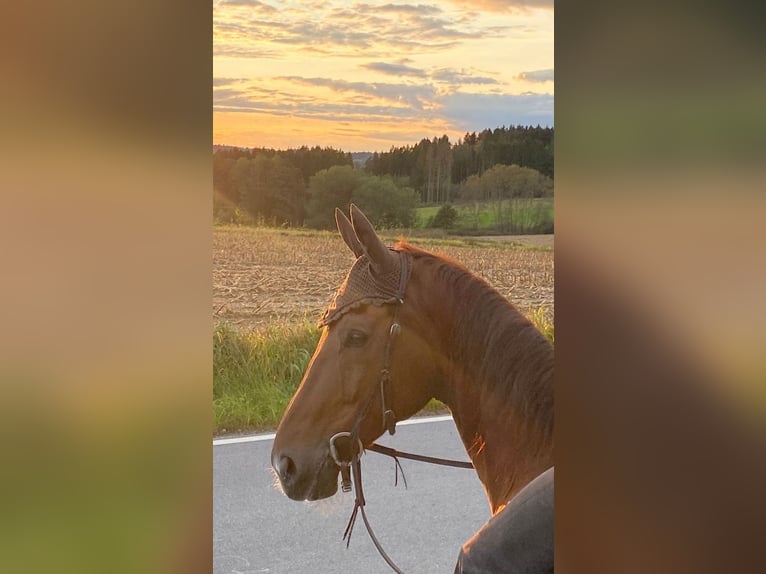 Österreichisches Warmblut Wallach 16 Jahre 174 cm Fuchs in Wiener Neustadt