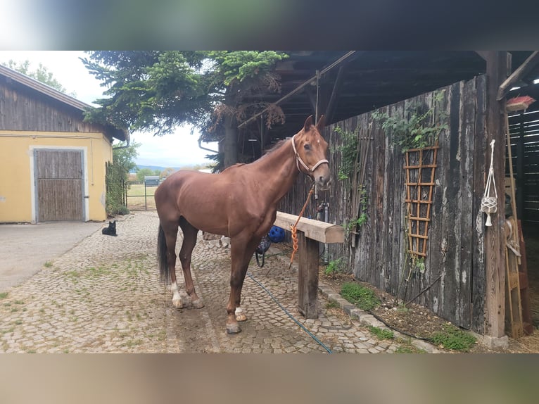 Österreichisches Warmblut Wallach 16 Jahre 174 cm Fuchs in Wiener Neustadt