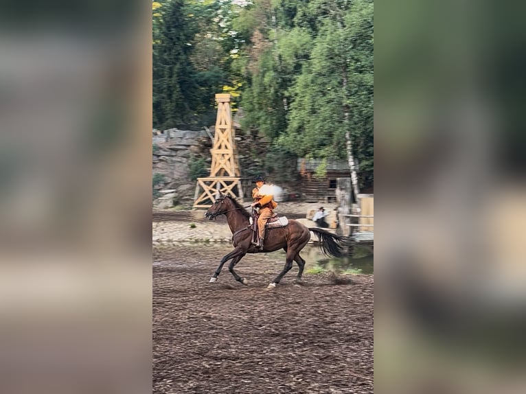 Österreichisches Warmblut Wallach 16 Jahre 174 cm Fuchs in Wiener Neustadt