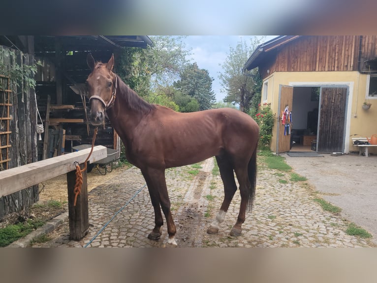 Österreichisches Warmblut Wallach 16 Jahre 174 cm Fuchs in Wiener Neustadt