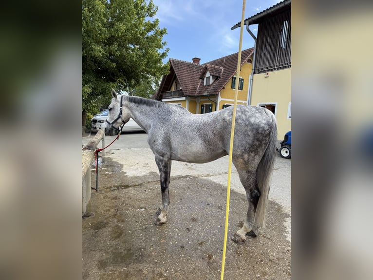 Österreichisches Warmblut Wallach 16 Jahre 174 cm Schimmel in Pöls an der Wieserbahn