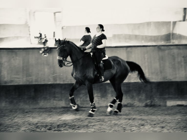 Österreichisches Warmblut Wallach 16 Jahre 182 cm Brauner in Hidegs&#xE9;g