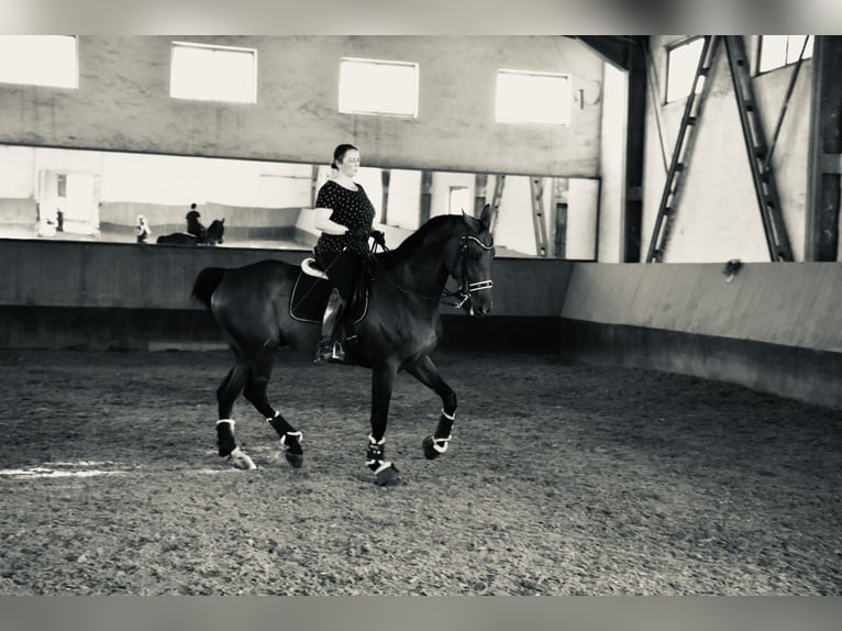 Österreichisches Warmblut Wallach 16 Jahre 182 cm Brauner in Hidegs&#xE9;g