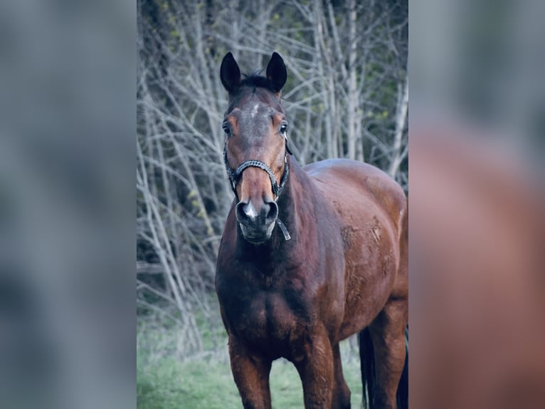 Österreichisches Warmblut Wallach 16 Jahre 182 cm Brauner in Hidegs&#xE9;g