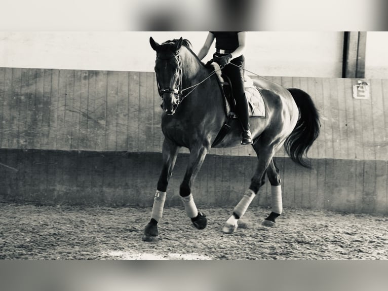 Österreichisches Warmblut Wallach 16 Jahre 182 cm Brauner in Hidegs&#xE9;g