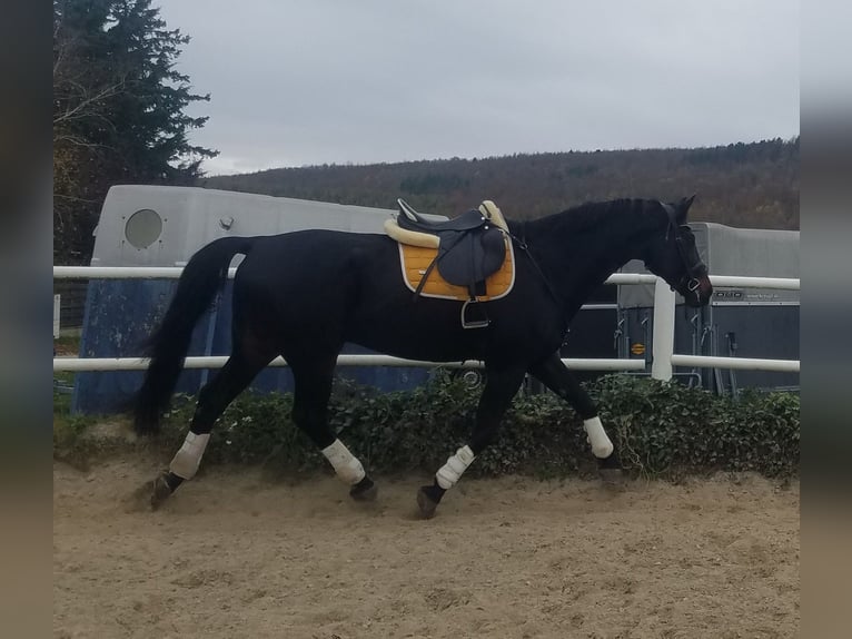 Österreichisches Warmblut Wallach 16 Jahre 185 cm Rappe in Heiligenkreuz/Wienerwald