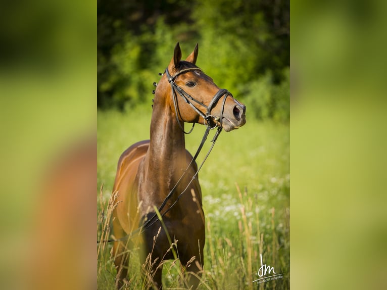 Österreichisches Warmblut Wallach 17 Jahre 162 cm Dunkelbrauner in Obergr&#xFC;nbach