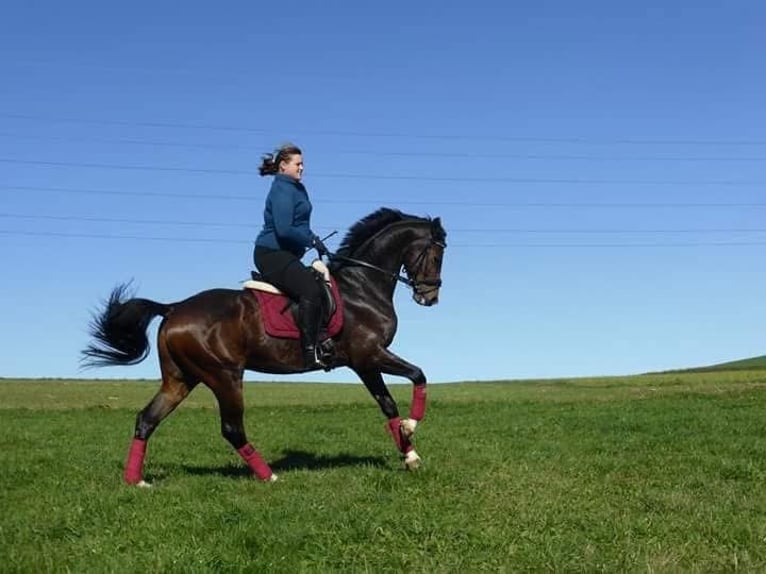 Österreichisches Warmblut Wallach 17 Jahre 162 cm Dunkelbrauner in Obergr&#xFC;nbach