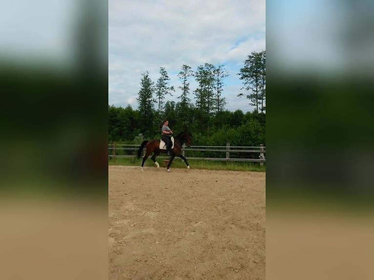 Österreichisches Warmblut Wallach 17 Jahre 162 cm Dunkelbrauner in Obergr&#xFC;nbach