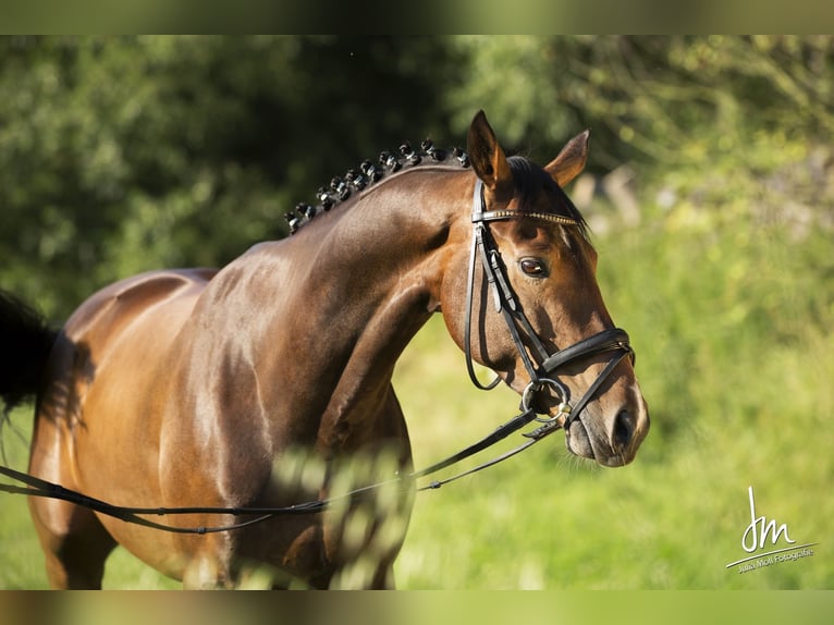 Österreichisches Warmblut Wallach 17 Jahre 162 cm Dunkelbrauner in Obergr&#xFC;nbach