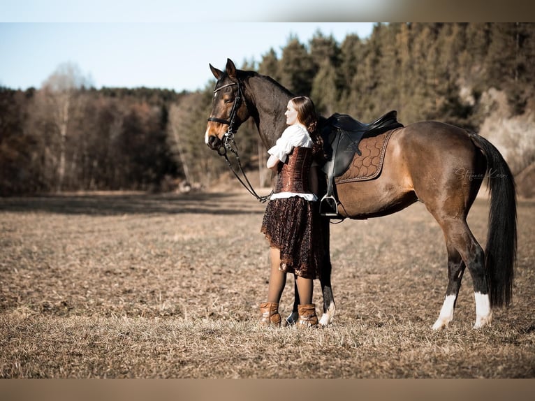 Österreichisches Warmblut Wallach 17 Jahre 162 cm Dunkelbrauner in Obergr&#xFC;nbach