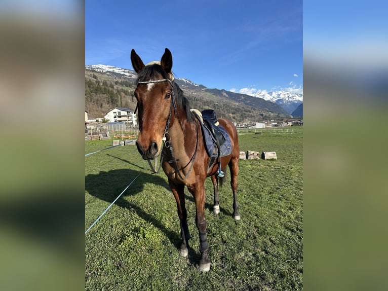 Österreichisches Warmblut Wallach 17 Jahre 172 cm Brauner in Summaprada