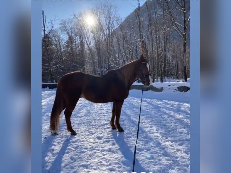 Österreichisches Warmblut Wallach 17 Jahre 173 cm Fuchs in Molini Di Tures