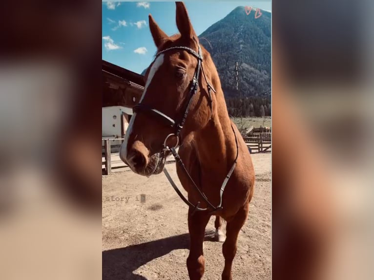 Österreichisches Warmblut Wallach 17 Jahre 173 cm Fuchs in Molini Di Tures