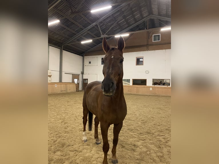 Österreichisches Warmblut Wallach 17 Jahre 180 cm Dunkelfuchs in Klagenfurt