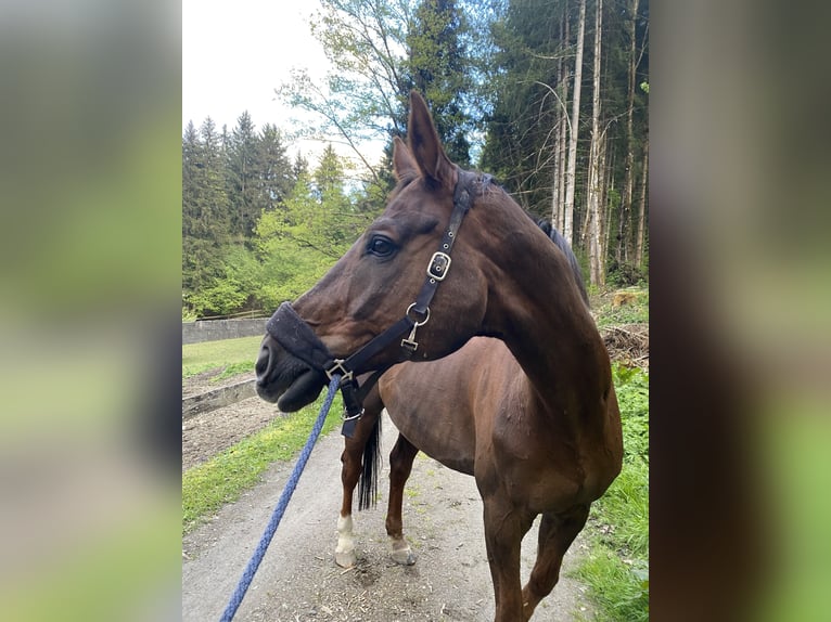 Österreichisches Warmblut Wallach 17 Jahre 180 cm Dunkelfuchs in Klagenfurt
