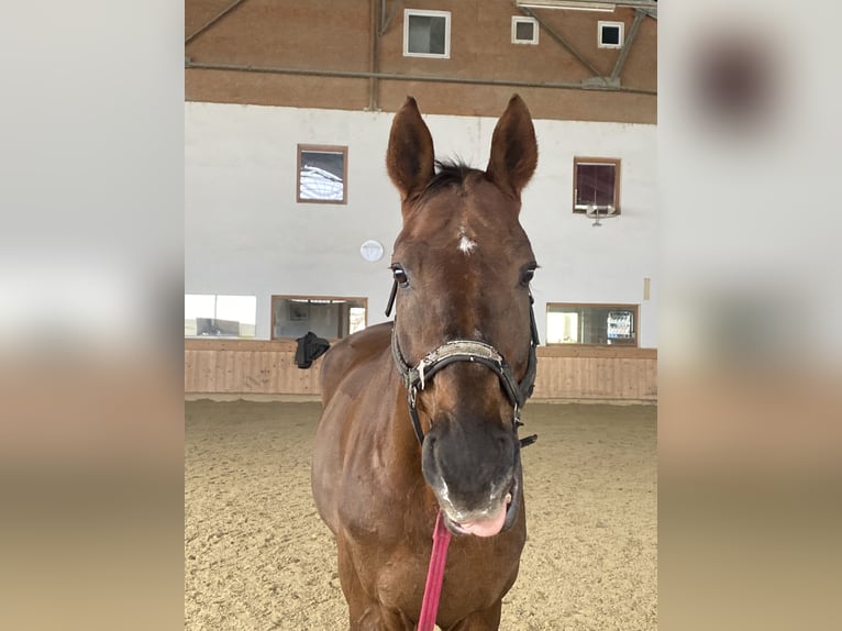 Österreichisches Warmblut Wallach 17 Jahre 180 cm Dunkelfuchs in Klagenfurt