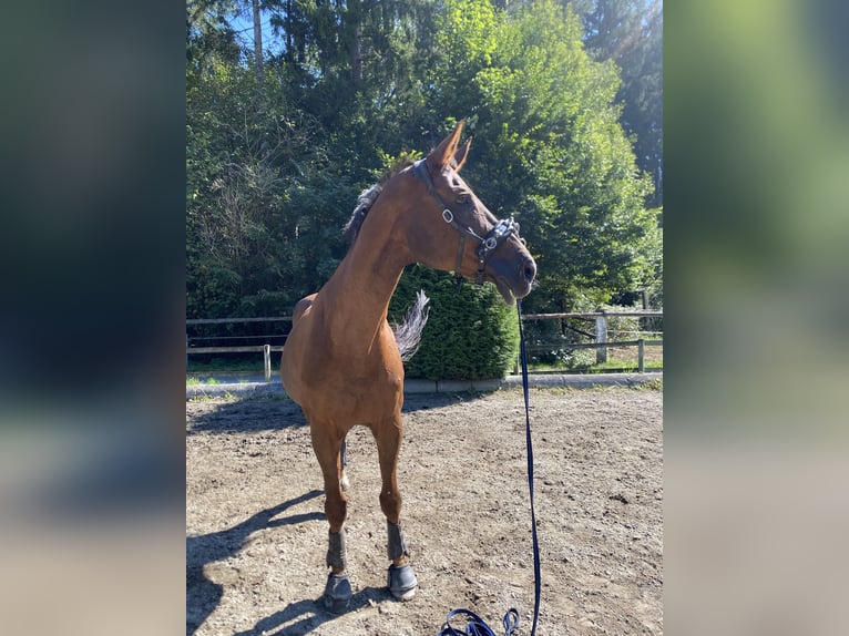 Österreichisches Warmblut Wallach 17 Jahre 180 cm Dunkelfuchs in Klagenfurt